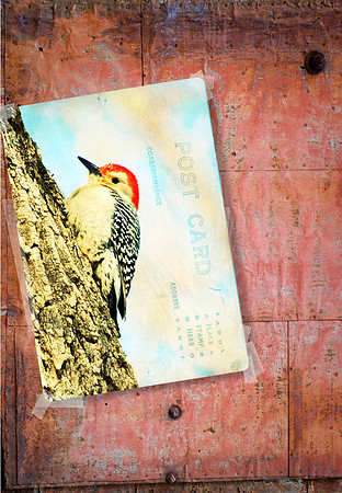 021111 Red Headed Woodpecker
