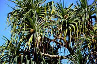 Breadfruit