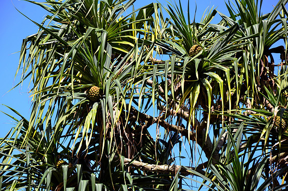 Breadfruit