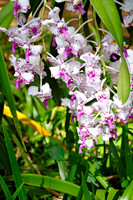 Orchid