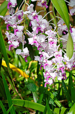 Orchid