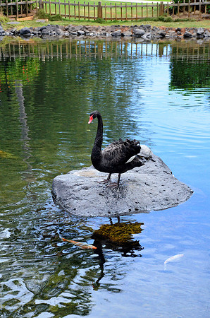 Black Swan