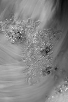 DSC_9293 BW