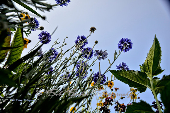 Looking Up 2