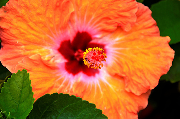 Orange Hibiscus