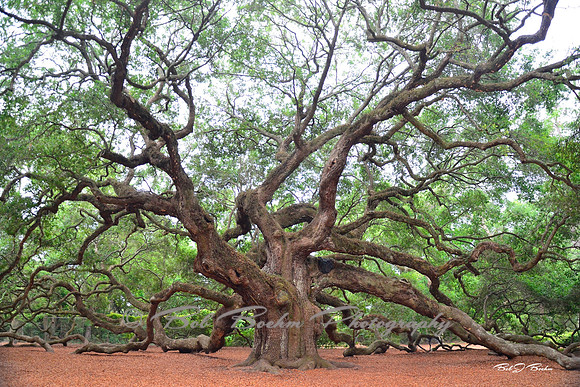 Angel Oak, South Carolilna