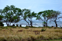 Beach Front at the Russian Fort