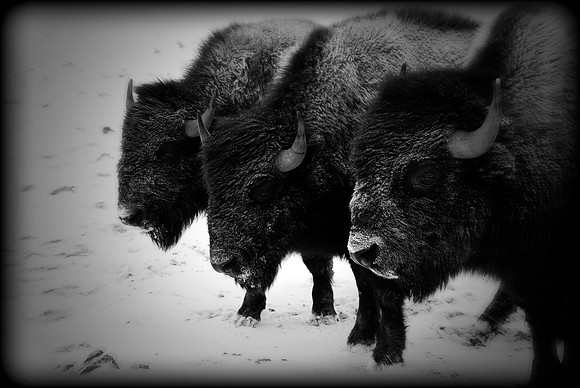 011311 Illinois Buffalo!