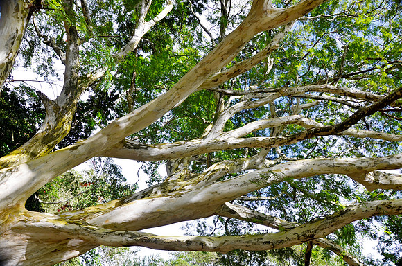 Leopard Tree