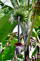 Banana Tree
