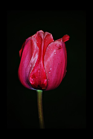 041811Pink