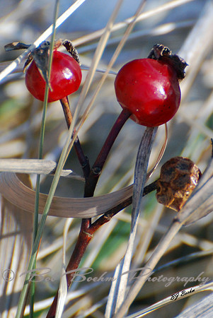 Winter Berries