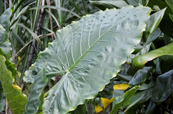 Elephant Ear