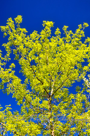 New Growth