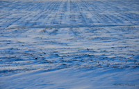 January Covering II