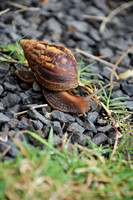 Snail