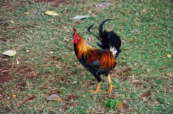 Rooster's on the right