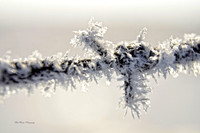 Frosted Fence