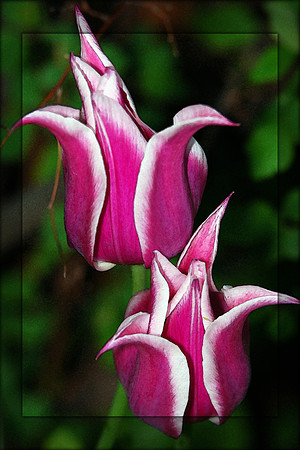 043011 Twins