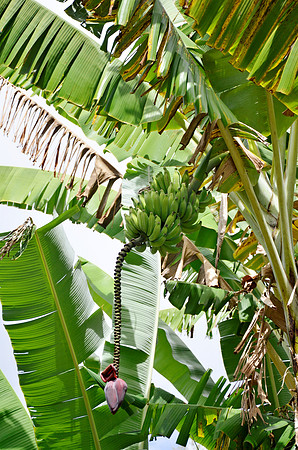 Banana - Mai'a