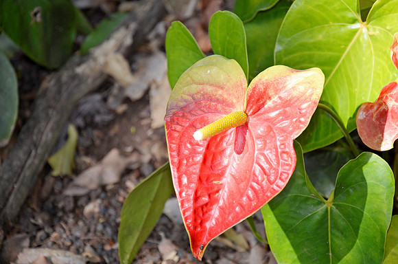 Anthurium