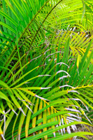 Ferns