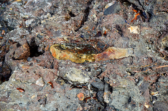 Old Bottle