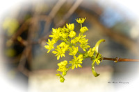 Early Springtime
