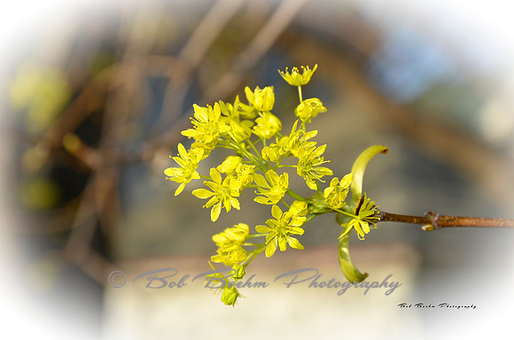 Early Springtime