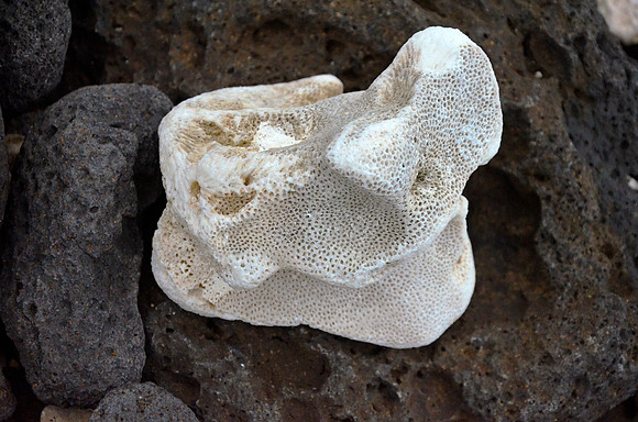 Beach Treasure II
