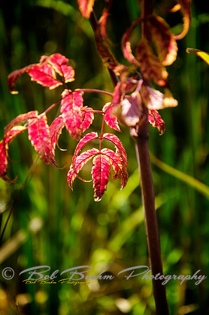 Turning Color