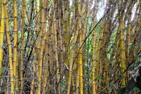 Bamboo