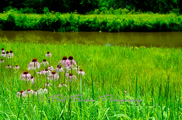 Waters Edge