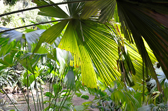 Square Palm Fronds
