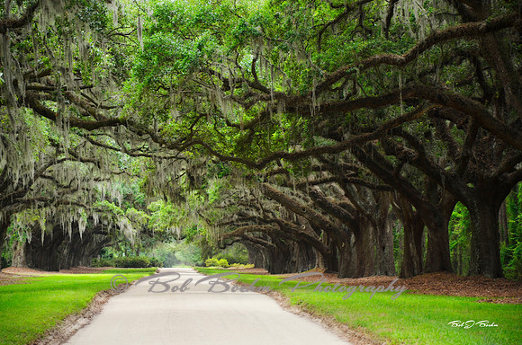 Spanish Moss