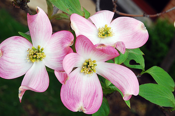 042011 Dogwood