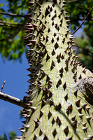 White Silk Floss Tree II