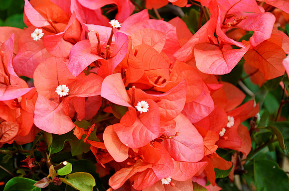 Bougainvillea