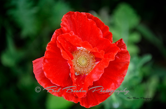 Soft Red