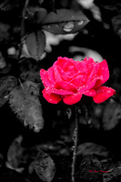 Pinky