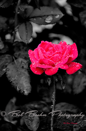 Pinky