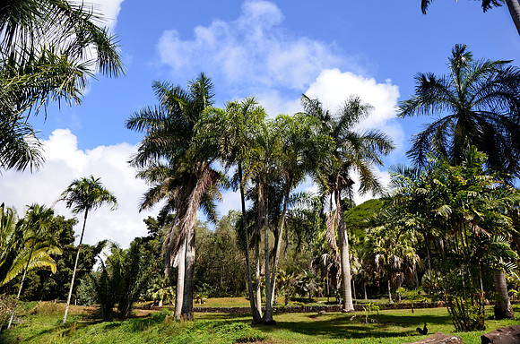 Swaying Palms