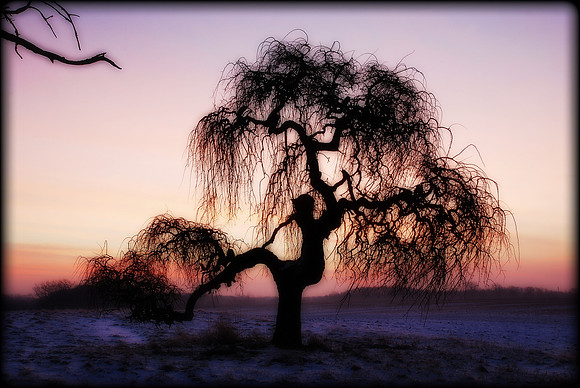 011611 Dr Seusslike Tree