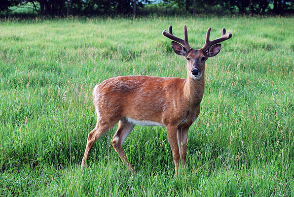 051711 Deer