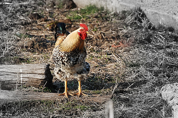 041511 Rooster