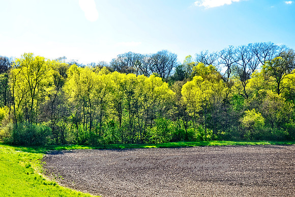 Spring Sunshine