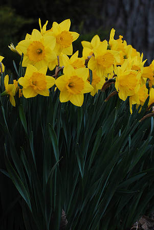 042511 Spring Has Sprung