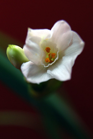 030311 Blooming