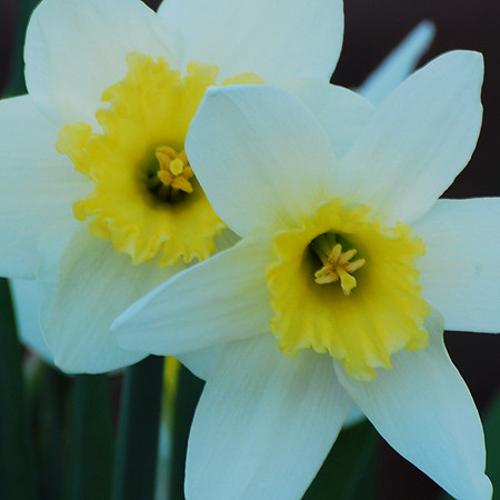 042411 White n Yellow