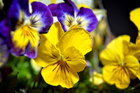 Yellow Viola